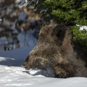 The wild boar (Sus scrofa) cautiously leaves its sleeping place under the sweeping branches of a spruce tree