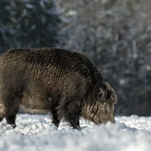 Wild boar (Sus scrofa) with conspicuous loss of fur on the head
