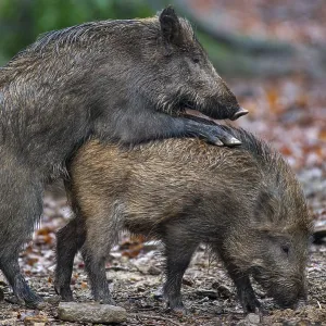 Wild boar (Sus scrofa) copolised