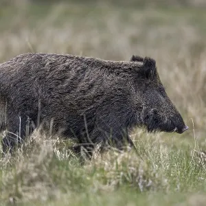 Wild boar (Sus scrofa) crosses a forest meadow Wild boar (Sus scrofa) crosses a forest meadow