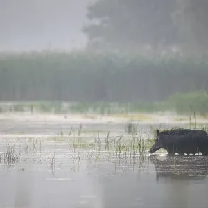 The wild boar (Sus scrofa) crosses a pond