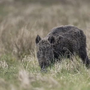 This wild boar (Sus scrofa) does not look healthy due to the shaggy fur This wild boar (Sus scrofa) does not look healthy due to the shaggy fur