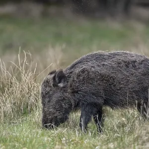 This wild boar (Sus scrofa) does not look healthy due to the shaggy fur This wild boar (Sus scrofa) does not look healthy due to the shaggy fur