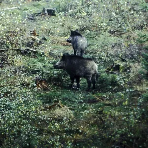 Wild boar, Sus scrofa, eating, Burbach