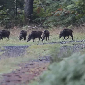 Wild boar, Sus scrofa, eating, Burbach