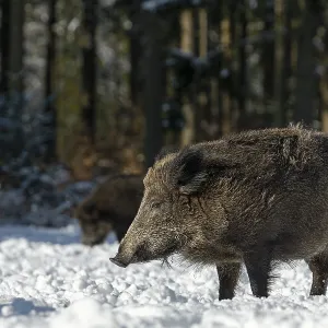 Wild boar (Sus scrofa) enjoying the warming winter sun with closed eyes