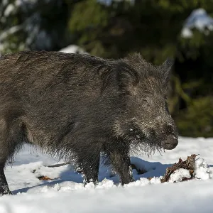 Wild boar (Sus scrofa) in its first winter
