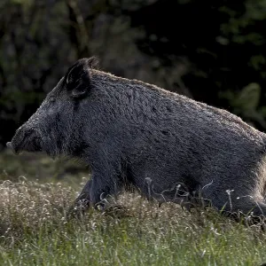 A wild boar (Sus scrofa) flees into the neighbouring forest after scenting me A wild boar (Sus scrofa) flees into the neighbouring forest after scenting me