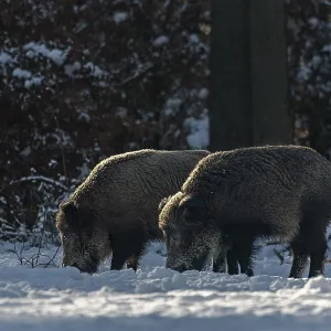 Two wild boar (Sus scrofa) foraging in the snow