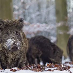 Wild boar (Sus scrofa) foraging in the snow
