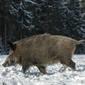 Wild boar (Sus scrofa) foraging in winter