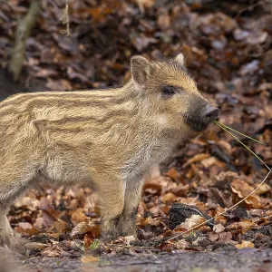 Wild boar (Sus scrofa), fresh boar