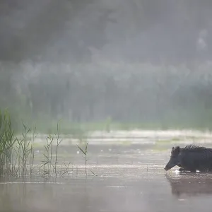 The wild boar (Sus scrofa) heads purposefully for an island in the pond