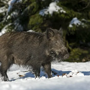 Wild boar (Sus scrofa) looking for food in the snow