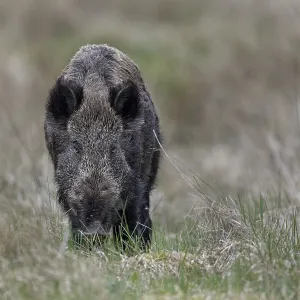 The wild boar (Sus scrofa) looks sceptically at my photo hiding place The wild boar (Sus scrofa) looks sceptically at my photo hiding place