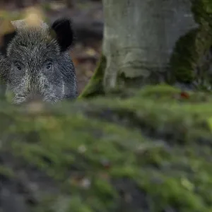 A wild boar (Sus scrofa) motionlessly observes the photographer A wild boar (Sus scrofa) motionlessly observes the photographer