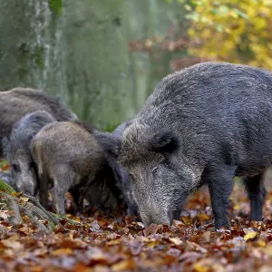 A wild boar (Sus scrofa) and older young boars search for food in the beech leaves A wild boar (Sus scrofa) and older young boars search for food in the beech leaves