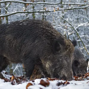 Wild boar (Sus scrofa) and overcrowds foraging in a snow-covered beech forest