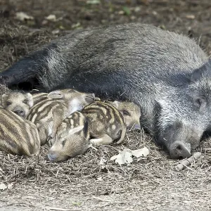Wild boar (Sus scrofa) and piglets lying relaxed and secure on forest floor