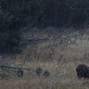 A wild boar (Sus scrofa) in the pouring rain with its young on a forest meadow A wild boar (Sus scrofa) in the pouring rain with its young on a forest meadow