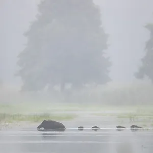 The wild boar (Sus scrofa) has no regard for the depth of the water