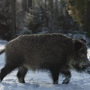 A wild boar (Sus scrofa) running across a snowy forest meadow