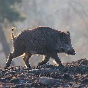 A wild boar (Sus scrofa), runs backlit by the sun across a clearing
