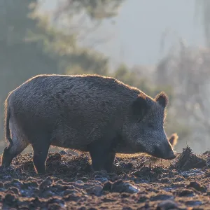 A wild boar (Sus scrofa), runs backlit by the sun across a clearing