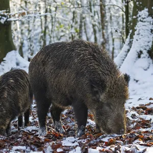 A wild boar (Sus scrofa) searches for food in the beech leaves with a young boar from the previous year