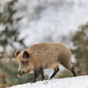 A wild boar (Sus scrofa) searches for food on a snow-covered hill