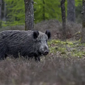 The wild boar (Sus scrofa) has slept the day away in a spruce thicket The wild boar (Sus scrofa) has slept the day away in a spruce thicket
