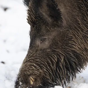 Wild boar (Sus scrofa) in the snow