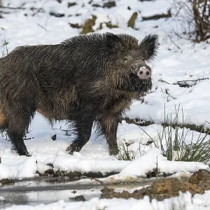 Wild boar (Sus scrofa) in the snow
