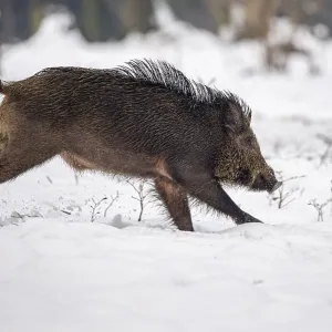Wild boar (Sus scrofa) in the snow