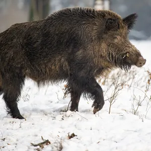 Wild boar (Sus scrofa) in the snow