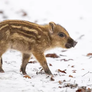 Wild boar (Sus scrofa) in the snow