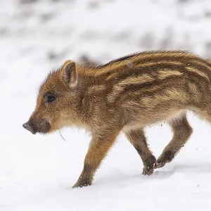Wild boar (Sus scrofa) in the snow