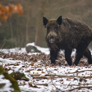 Wild boar (Sus scrofa) in the snow