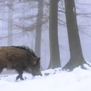 Wild boar (Sus scrofa) in the snow in a wintery forest