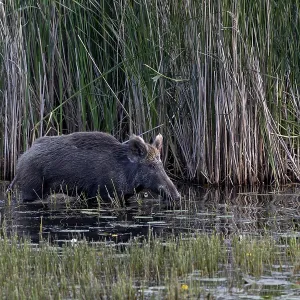 While the wild boar (Sus scrofa) still has solid ground under its shells