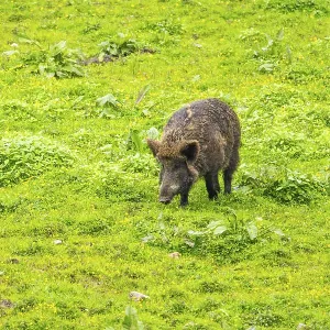 Wild Boar (Sus scrofa) standing on a meadow