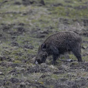 While the wild boar (Sus scrofa) stirs up the ground in search of food While the wild boar (Sus scrofa) stirs up the ground in search of food