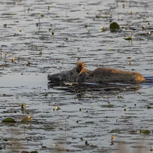 A wild boar (Sus scrofa) swimming through a pond