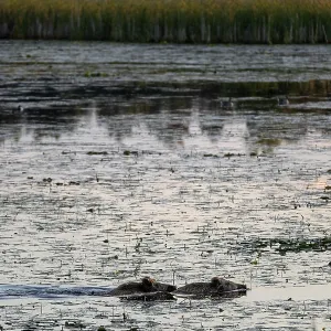 Two wild boar (Sus scrofa) swimming through a pond