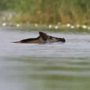 Wild boar (Sus scrofa) swimming in water Wild boar (Sus scrofa) swimming in water
