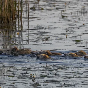 Two wild boar (Sus scrofa) swimming with their young through a pond