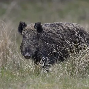The wild boar (Sus scrofa) takes notice of my photo hiding place for a brief moment The wild boar (Sus scrofa) takes notice of my photo hiding place for a brief moment