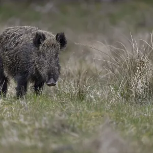The wild boar (Sus scrofa) has visibly calmed down and looks relaxed The wild boar (Sus scrofa) has visibly calmed down and looks relaxed