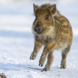 Wild boar (Sus scrofa) in the winer in the snow