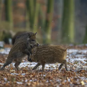 Wild boar (Sus scrofa) in the winer in the snow